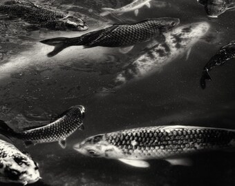 Being Koi- Étang à poissons Koi N/B Fine Art : Serene Unity