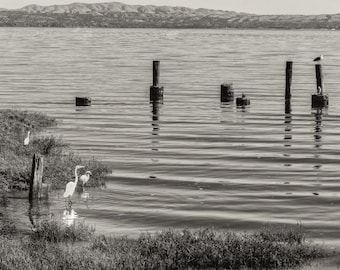 Moment lucide - Sanctuaire d'oiseaux du lac N/B : aigrettes et canards sur un poteau