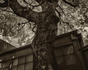 Silent Chaperone - Photographie d'art n/b : arbre noueux et vieille remise (téléchargement numérique)