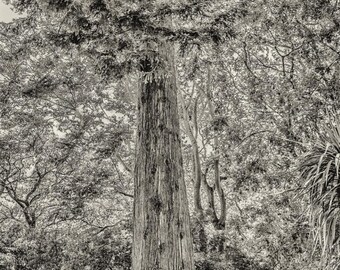 Matriarche - oeuvre d'art n/b : forêt, écorce altérée, auvent vert