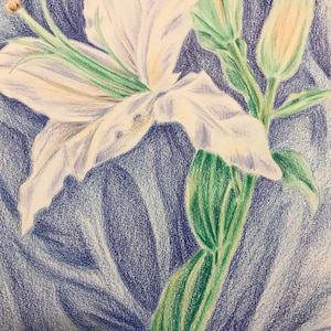 Original Lily drawing
