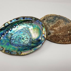 Extra Large XL Abalone Seashell 6-7&quot; (2 pcs), Smudging Bowl