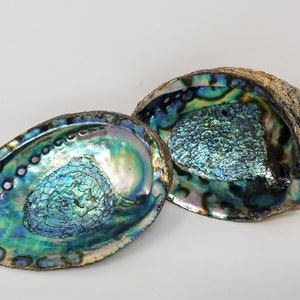 Abalone Shell, Altar Tool,  Smudge Stick Tool, Incense Dish, Cleansing, Home Cleansing, Jumbo Beautiful Color Shells 5-6&quot;