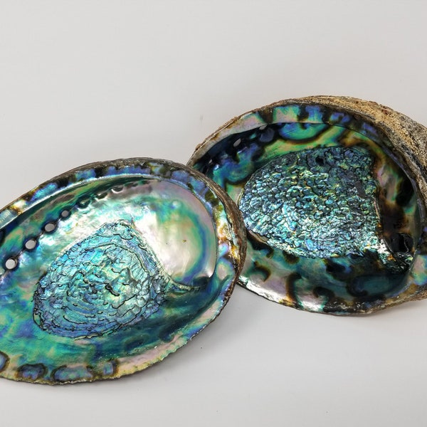 Abalone Shell, Altar Tool,  Smudge Stick Tool, Incense Dish, Cleansing, Home Cleansing, Jumbo Beautiful Color Shells 5-6"