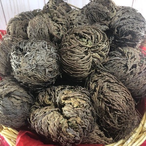 6 Pack Rose of Jericho, Resurrection flower, Jericho Rose, Jericho Flower (Large Size)