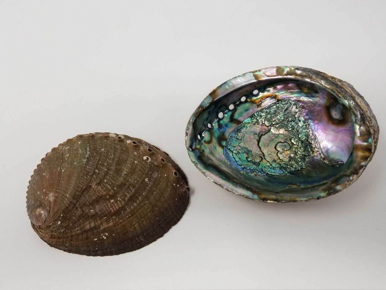 NAGAE + 　Abalone shell　ゴールドプレート Amazon.com - GOMMO Blue Paua Shell Veneer Sheet Enhanced for