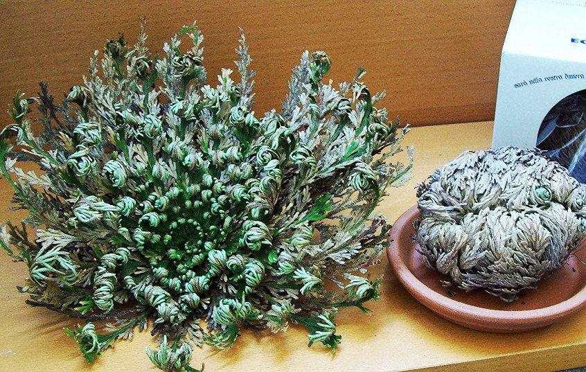 6 Large Rose of Jericho, Resurrection Flower, Jericho Rose, Jericho Flower  - Etsy