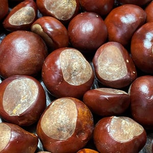 May include: Close-up of several shiny, dark brown conkers, also known as horse chestnuts. Each conker has a light tan patch on one side. The conkers are clustered together, filling the frame.