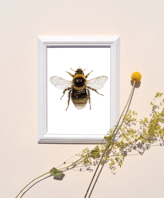 Short Haired Bumblebee Watercolour Painting Fine Art Print Etsy