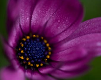 WILDFLOWER    |   African daisy still life