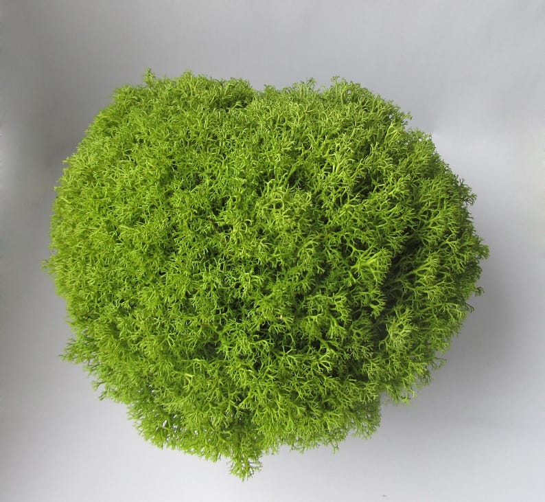 Lime green preserved moss artisan moss air plant terrarium | Etsy