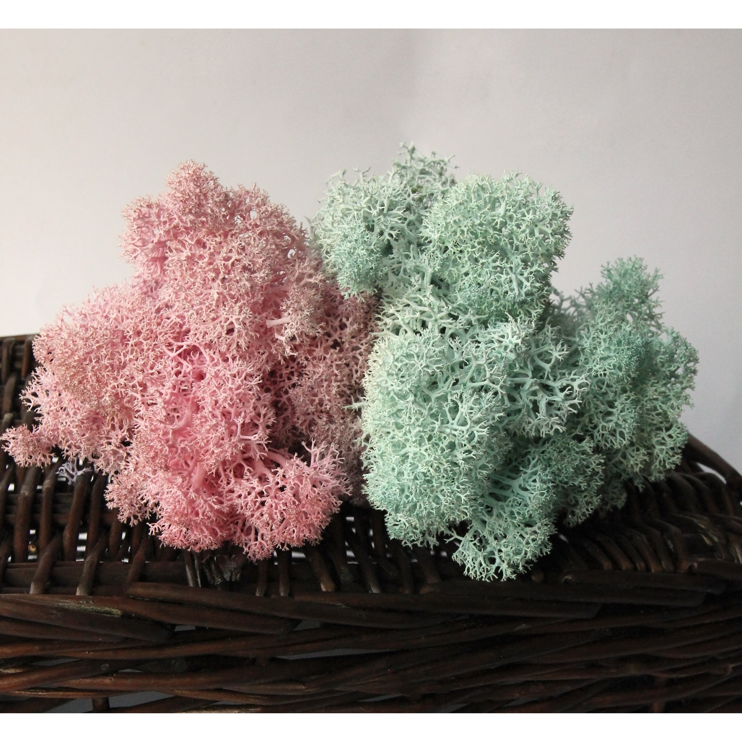 Preserved moss Pink fairy garden Soft reindeer moss photo | Etsy