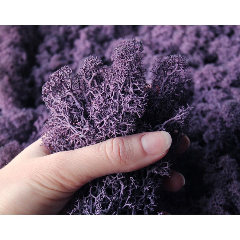 Preserved moss purple Air plants Soft reindeer moss Fairy Etsy