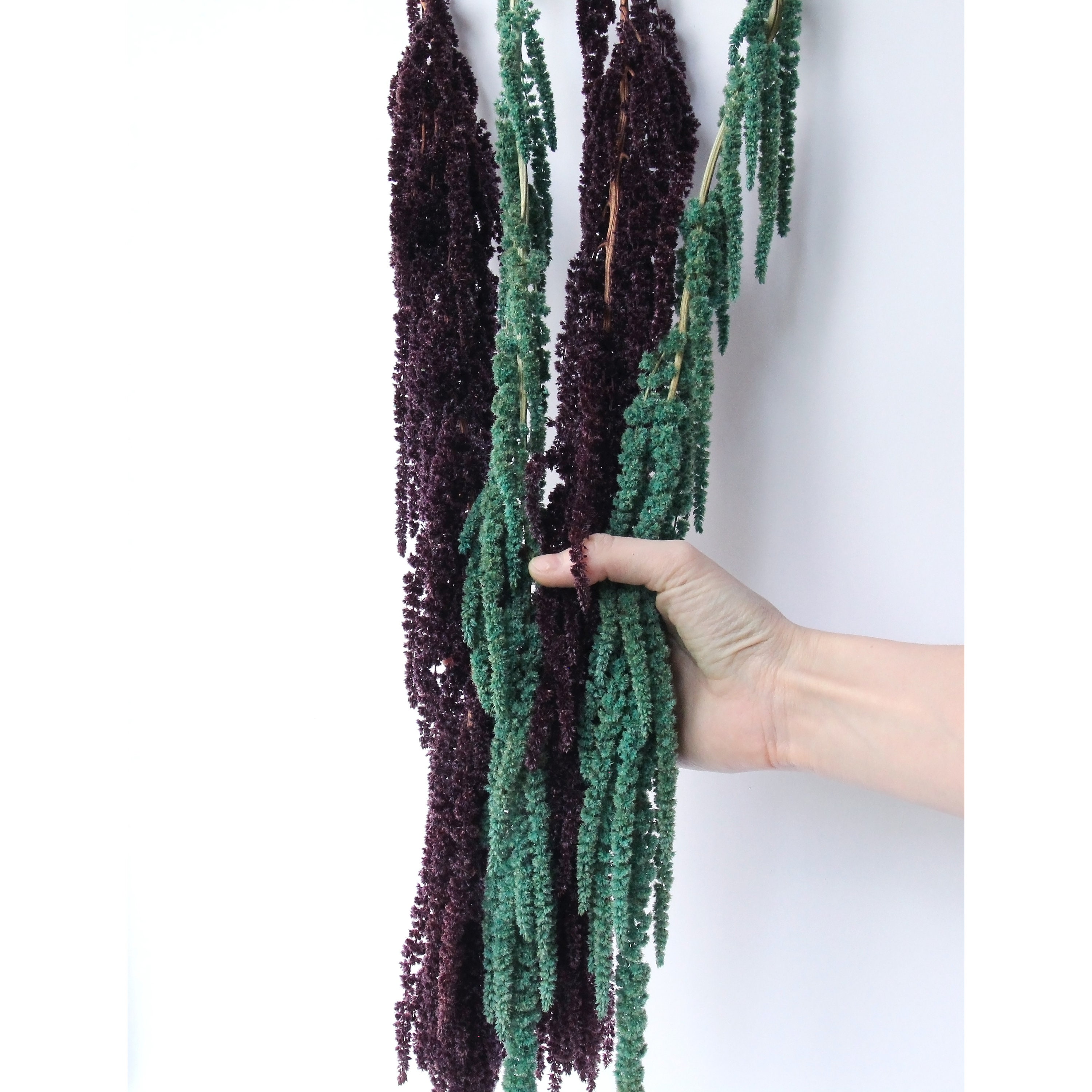 Set of hanging amaranthus Preserved and dyed plants 23 Etsy