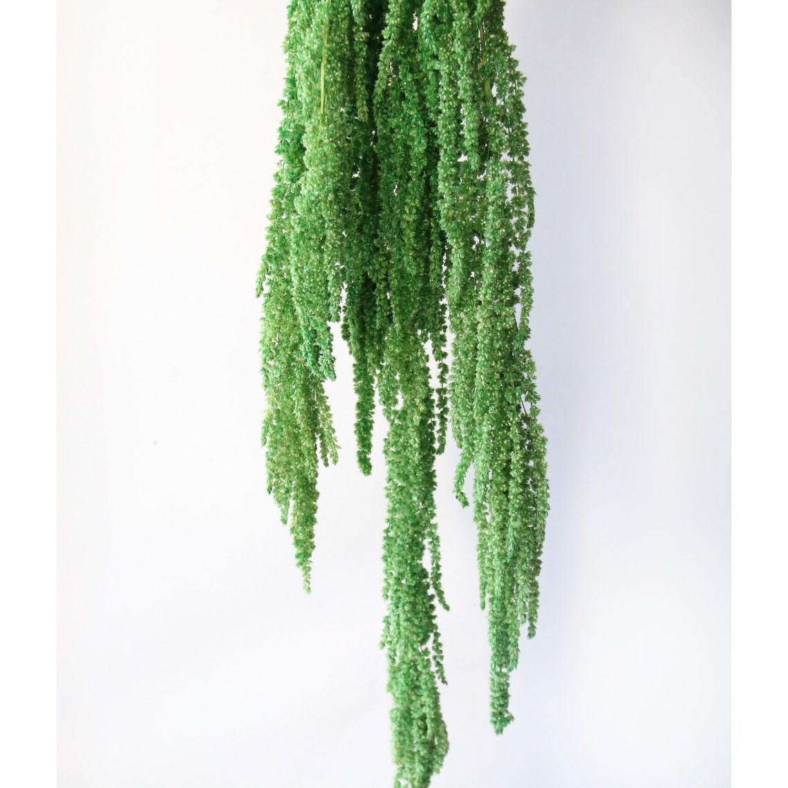 Hanging amaranthus set lime green color preserved plants for Etsy