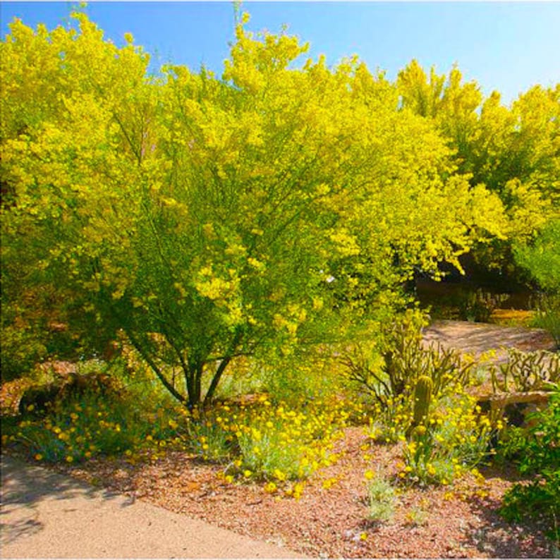 Palo Verde Tree Seeds 10 Pack Etsy