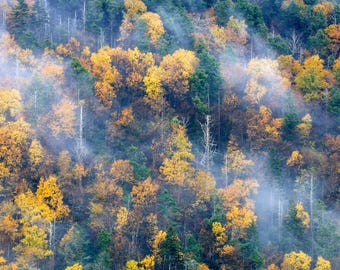 May include: Aerial view of a forest in autumn. The image shows a mix of evergreen and deciduous trees, with vibrant yellow and orange foliage. Wisps of fog or mist add depth and a sense of mystery to the scene.