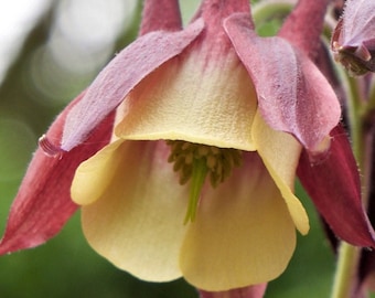 Asian Columbine, Aquilegia oxysepala, Chinese Columbine  50+ seeds