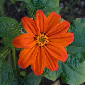 Mexican Sunflower AKA Tithonia rotundifolia (Red-Orange) 100+ seeds