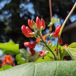Scarlet Runner Bean 20 seeds