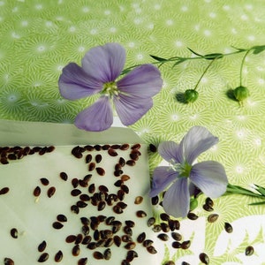 Blue Flax 100+ seeds
