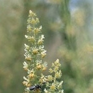 Sweet Mignonette, Reseda Odorata, Sweet Reseda, Egyptian Mignonette 100+ Seeds