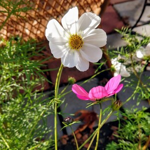 Cosmos Flower Mix, Cosmos bipinnatus, Cosmos sulphureus