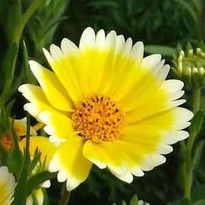 May include: A close-up of yellow and white flowers with white edges. The flowers have a yellow center with a darker yellow ring around it. The flowers are in focus, while the green leaves and stems are out of focus.