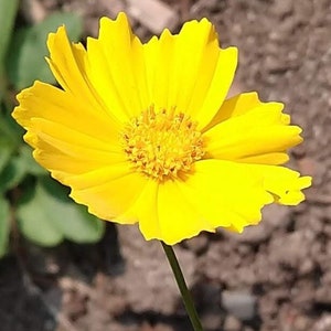 Lanced-Leaved CoreopsisT (AKA Tickseed, Coreopsis lanceolata)  100+ seeds