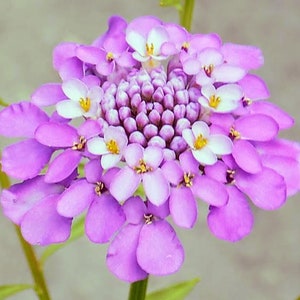 Candytuft, Iberis umbellata Flower
