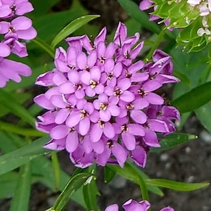 Candytuft, Iberis umbellata Flower