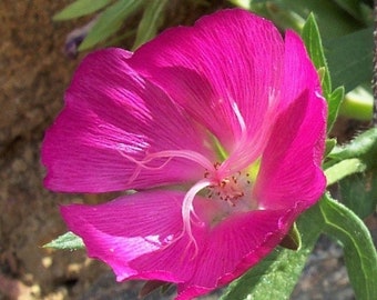 100+ Wine Cup Flowers, Poppy Mallow. Callirhoe leiocarpa, Flower Seeds