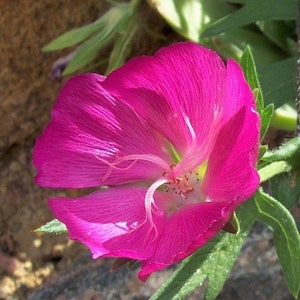 100+ Wine Cup Flowers, Poppy Mallow. Callirhoe leiocarpa, Flower Seeds