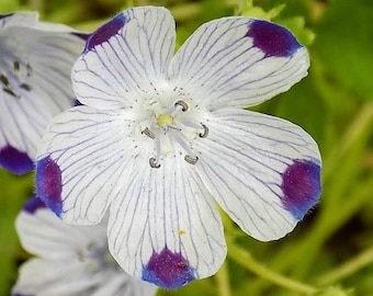 Five Spot Flower Seeds Nemophila maculata 100+ Seeds