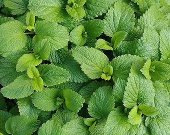 Lemon Balm 50+ seeds