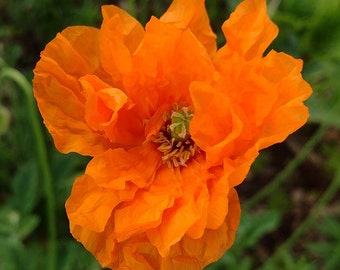 Spanish Poppy, Moroccan, Papaver rupifragum 100+  Flower Seeds