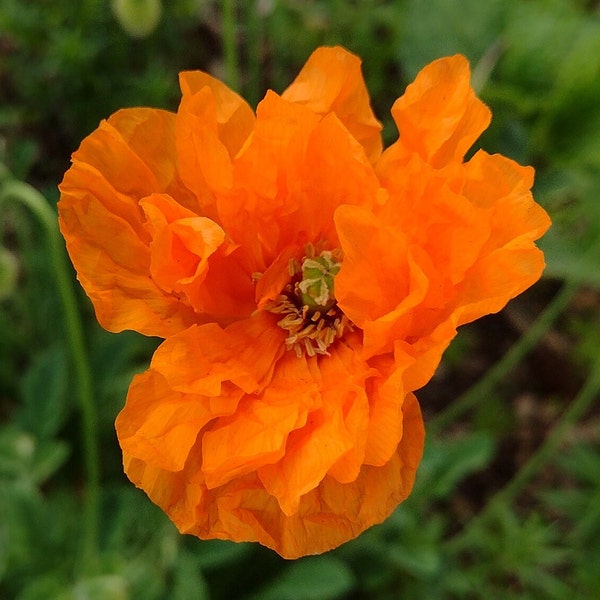 Spanish Poppy, Moroccan, Papaver rupifragum 100+  Flower Seeds