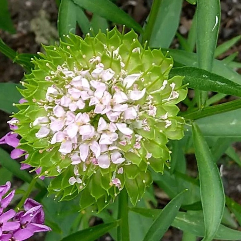 Candytuft Mix Iberis umbellata Flowers 100 seeds image 6