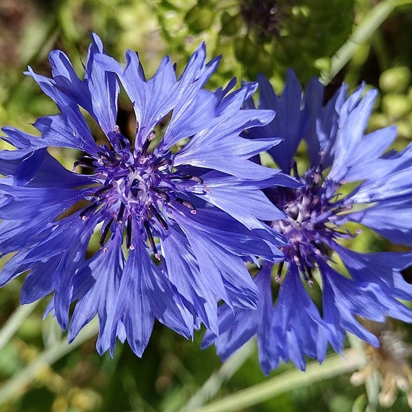 Bachelor's Button, Tall Blue, Corn Flower 100+ Seeds