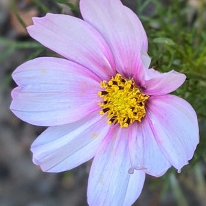 May include: A delicate pink and white cosmos flower with a bright yellow center. The flower has a soft, layered appearance and is in full bloom.