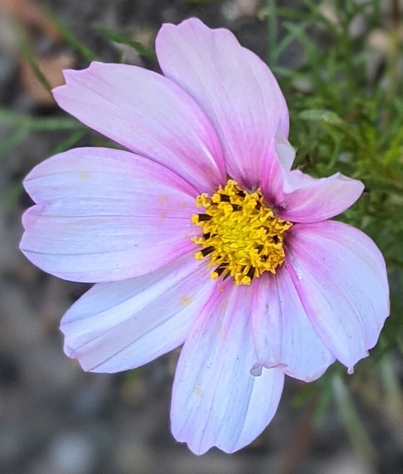 May include: A delicate pink and white cosmos flower with a bright yellow center. The flower has a soft, layered appearance and is in full bloom.