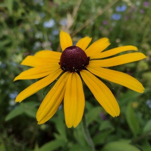 Black-Eyed Susan (Rudbeckia, Coneflower) 100+ seeds