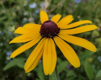 Black-Eyed Susan (Rudbeckia, Coneflower) 100+ seeds