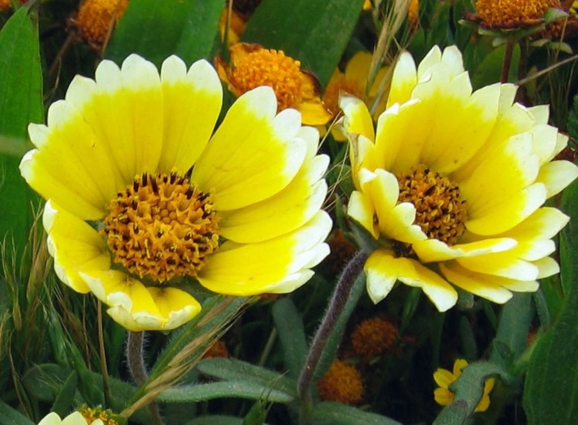 Tidy Tips Tidy Tips, Layia Platyglossa, Coastal Tidytips Flower 100+ Seeds - Etsy