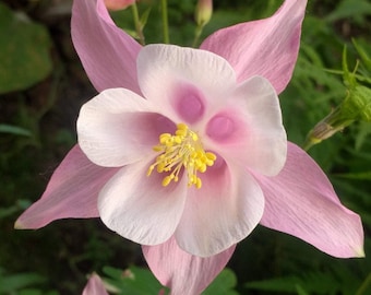 Columbine McKana's Giant Seed 50+ seeds