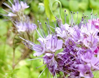 Lacy phacelia Flowers, AKA Blue tansy, Bee Phacelia, Scorpion-Weed, Fiddleneck 100+ Seeds