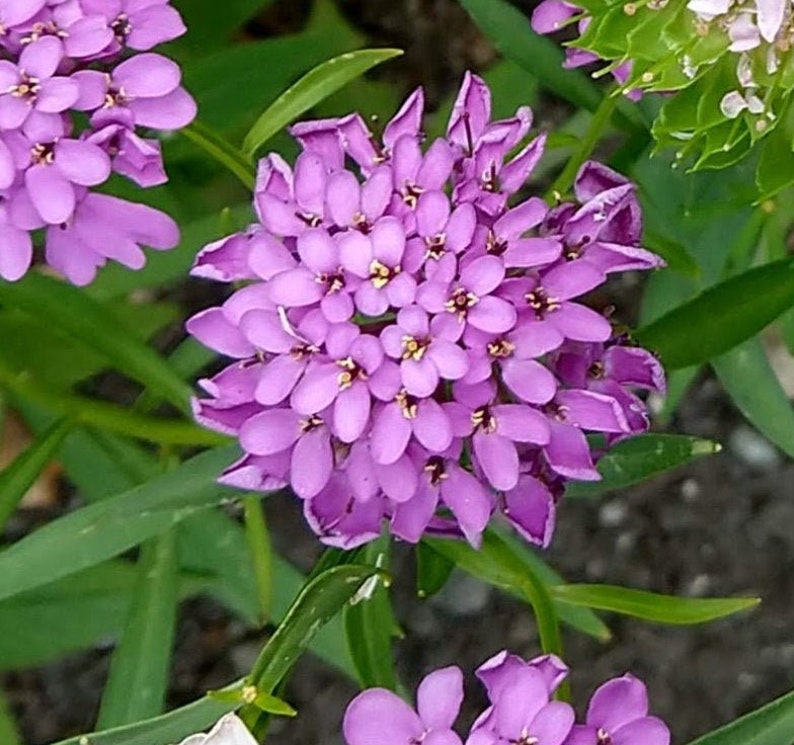 Candytuft, Iberis umbellata Flower