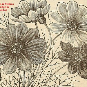 May include: A black and white illustration of four flowers with delicate petals. The flowers are arranged in a cluster, with the stems and leaves visible. The image is from the 1894 Johnson & Stokes Garden & Farm Manual.