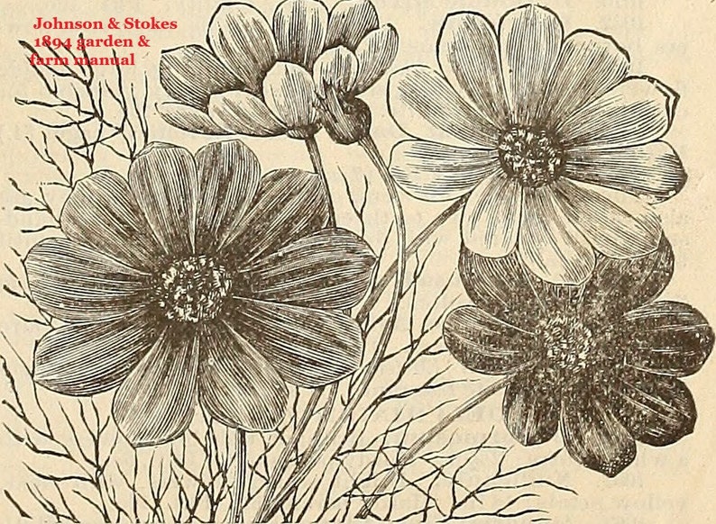 May include: A black and white illustration of four flowers with delicate petals. The flowers are arranged in a cluster, with the stems and leaves visible. The image is from the 1894 Johnson & Stokes Garden & Farm Manual.