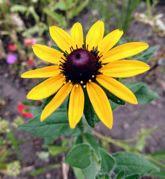 Details about Black or Brown EYED SUSAN Rudbeckia Seeds new crop 100 seeds Details about Black or Brown EYED SUSAN Rudbeckia Seeds new crop 100 seeds